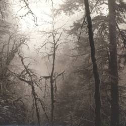 Gnaw Their Tongues : Split LP